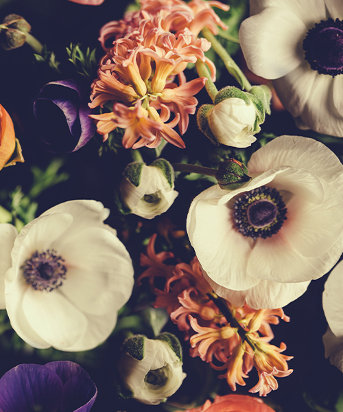 The Olive and Grape, A Mediterranean Grill Greenwood Seattle WA